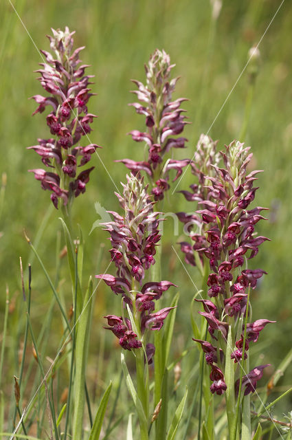Welriekende wantsenorchis (Anacamptis coriophora subsp. fragrans )