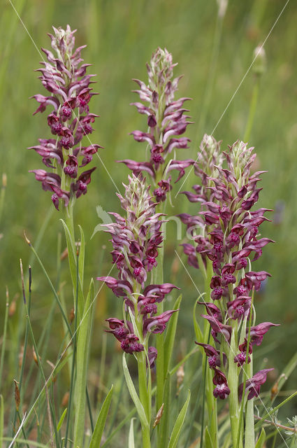 Welriekende wantsenorchis (Anacamptis coriophora subsp. fragrans )