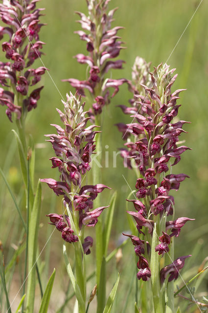 Welriekende wantsenorchis (Anacamptis coriophora subsp. fragrans )