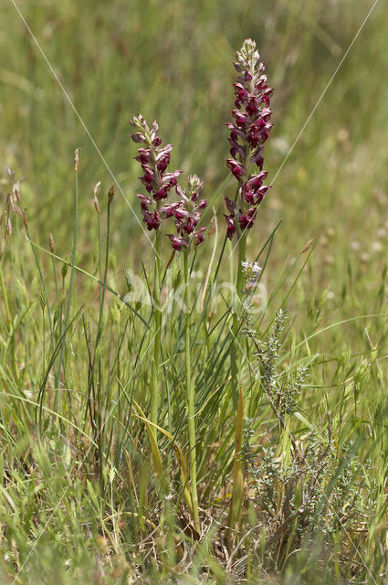 Bug Orchid (Anacamptis coriophora subsp. fragrans )