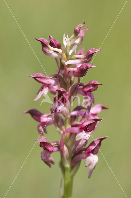 Welriekende wantsenorchis (Anacamptis coriophora subsp. fragrans )