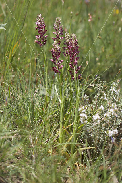 Bug Orchid (Anacamptis coriophora subsp. fragrans )