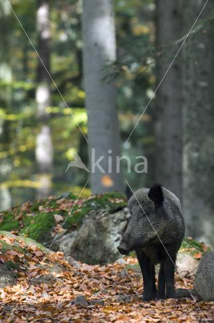Wild Boar (Sus scrofa)