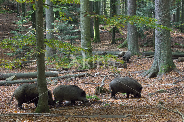 Wild Boar (Sus scrofa)