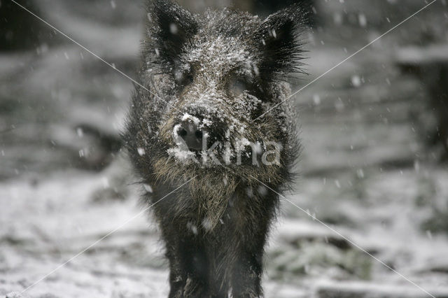 Wild Boar (Sus scrofa)