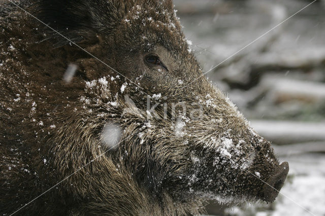 Wild Boar (Sus scrofa)