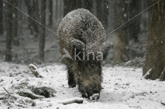 Wild Boar (Sus scrofa)