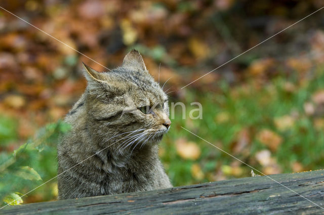 Wilde kat (Felis silvestris)