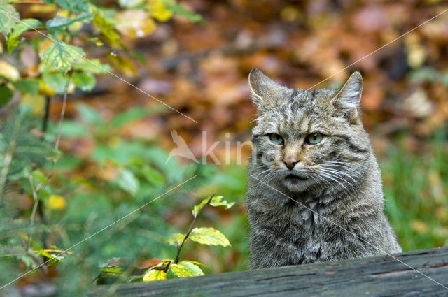 Wilde kat (Felis silvestris)