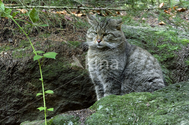 Wilde kat (Felis silvestris)