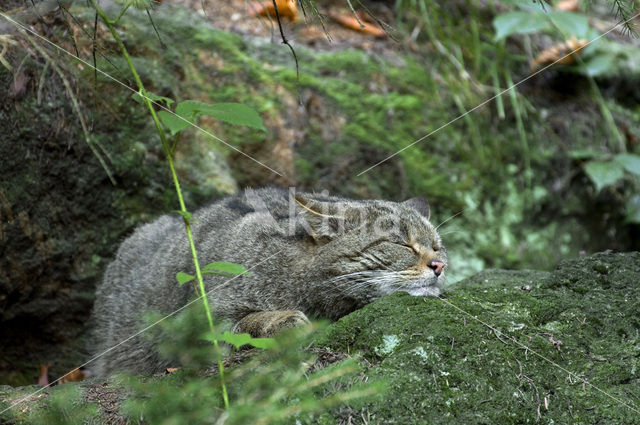 Wilde kat (Felis silvestris)