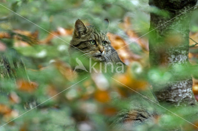 Wilde kat (Felis silvestris)