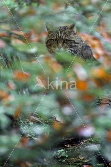 Wilde kat (Felis silvestris)