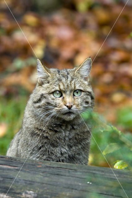 Wilde kat (Felis silvestris)