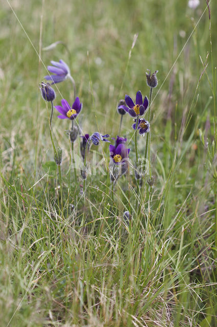 Wildemanskruid (Pulsatilla vulgaris)