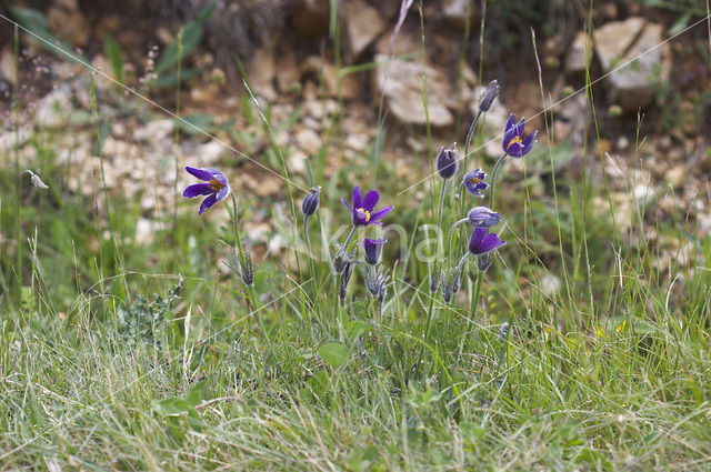 Pasqueflower (Pulsatilla vulgaris)