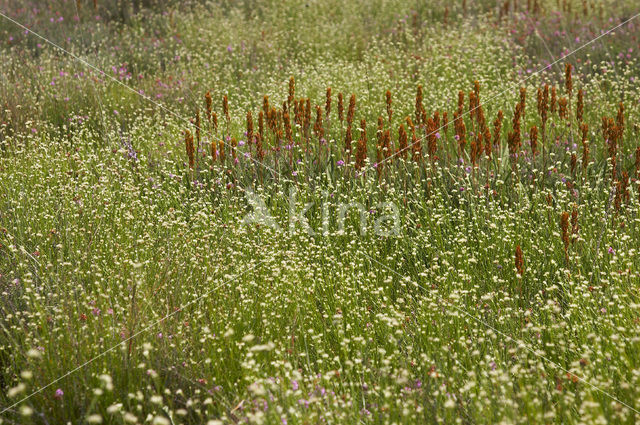 White Beak-sedge (Rhynchospora alba)