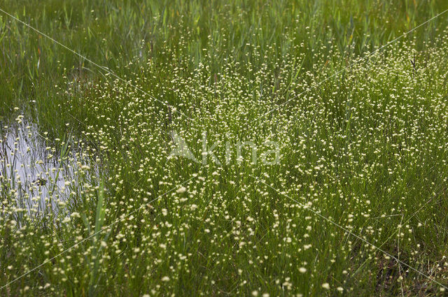 Witte snavelbies (Rhynchospora alba)