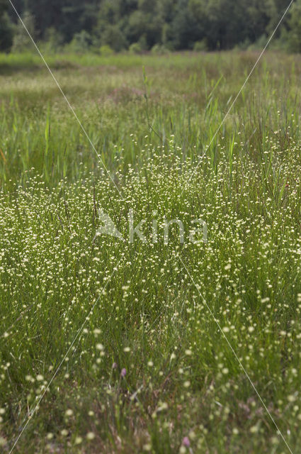 Witte snavelbies (Rhynchospora alba)