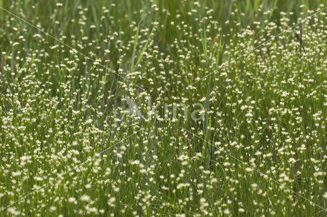 White Beak-sedge (Rhynchospora alba)