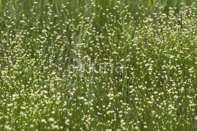 Witte snavelbies (Rhynchospora alba)