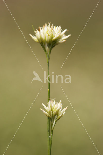 Witte snavelbies (Rhynchospora alba)