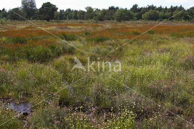 White Beak-sedge (Rhynchospora alba)
