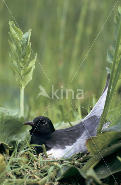 Witvleugelstern (Chlidonias leucopterus)