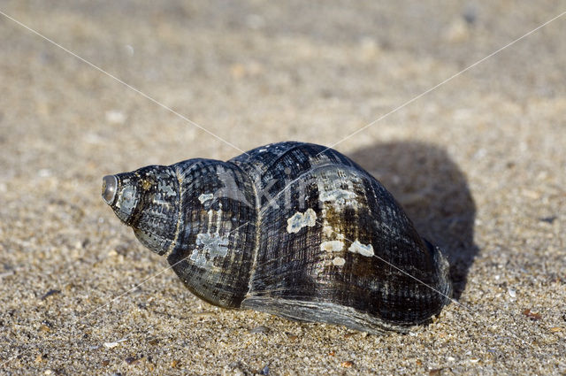 Whelk (Buccinum spec.)