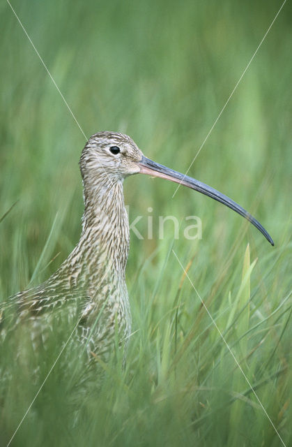 Wulp (Numenius arquata)