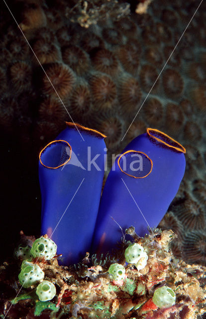 Sea squirt (Ascidia spec)