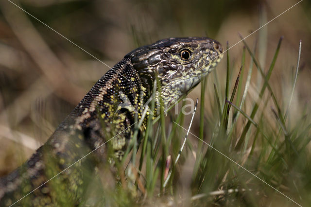 Sand Lizard (Lacerta agilis)
