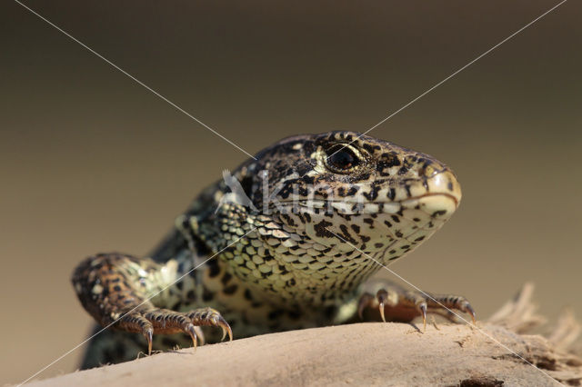 Sand Lizard (Lacerta agilis)