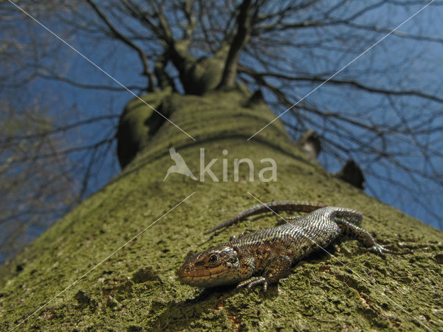 Sand Lizard (Lacerta agilis)