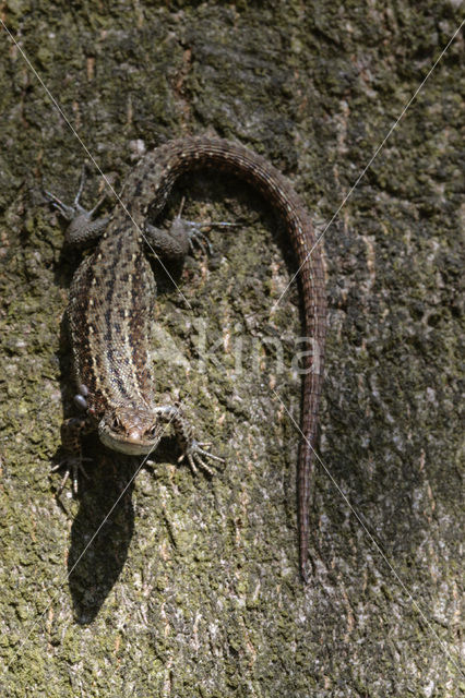 Sand Lizard (Lacerta agilis)