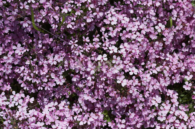 rock soapwort (Saponaria ocymoides)