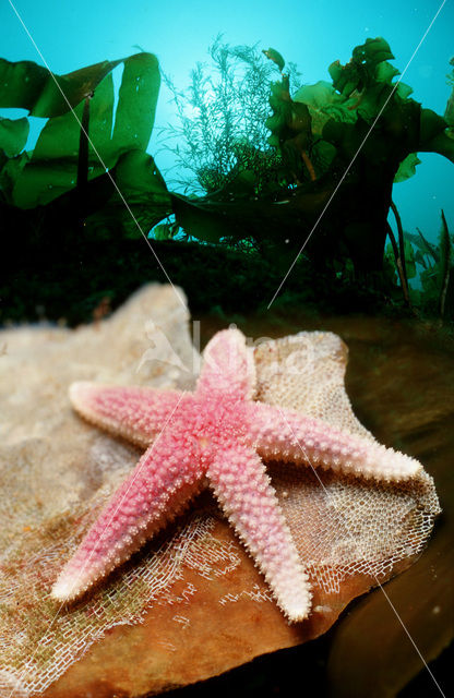 starfish (Asterias spec)