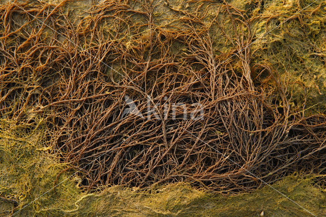 Seaweed