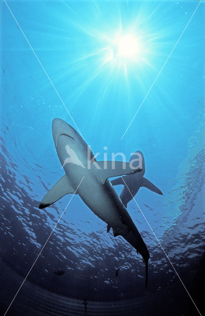 Silky shark (Carcharhinus falciformis)