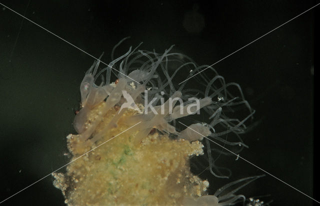 freshwater polyp (Hydra spec.)