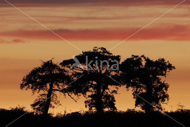 Common Oak