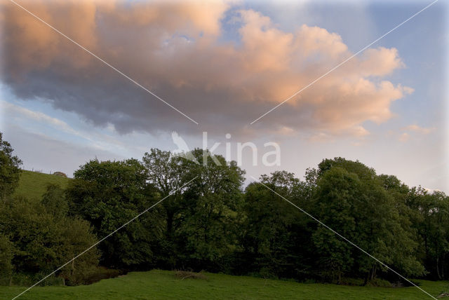 Common Oak