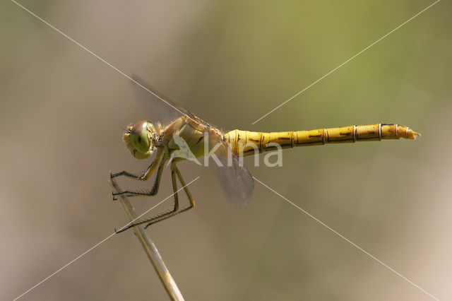Zuidelijke heidelibel (Sympetrum meridionale)
