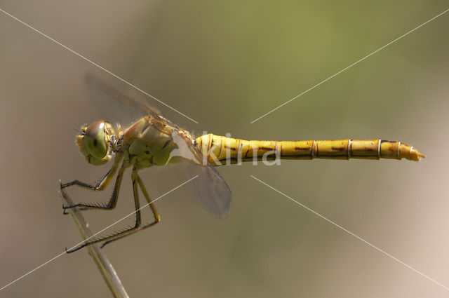 Southern Darter (Sympetrum meridionale)