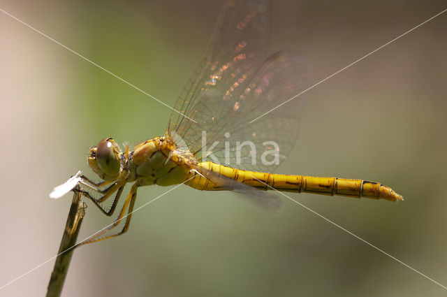 Zuidelijke heidelibel (Sympetrum meridionale)