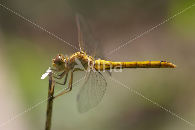 Southern Darter (Sympetrum meridionale)