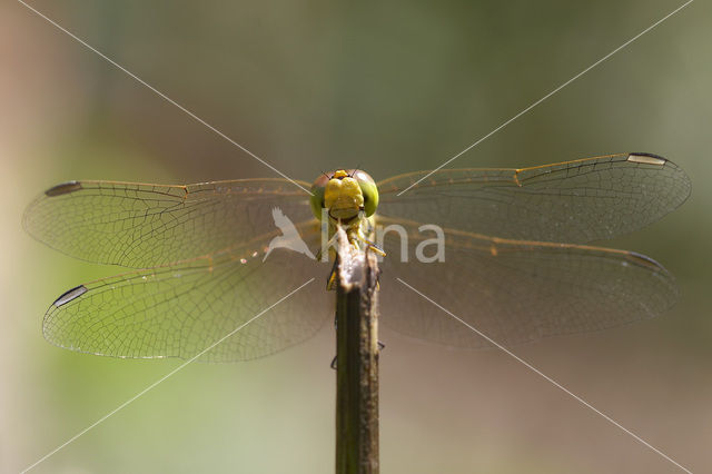 Zuidelijke heidelibel (Sympetrum meridionale)