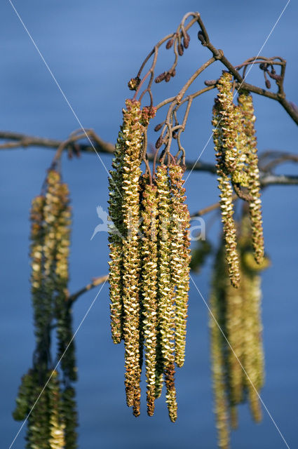 black alder (Alnus glutinosa)