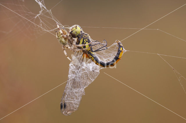 Black Darter (Sympetrum danae)