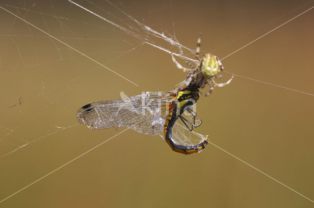 Zwarte heidelibel (Sympetrum danae)